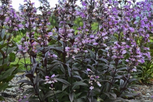 Penstemon 'Blackbeard' New 2025